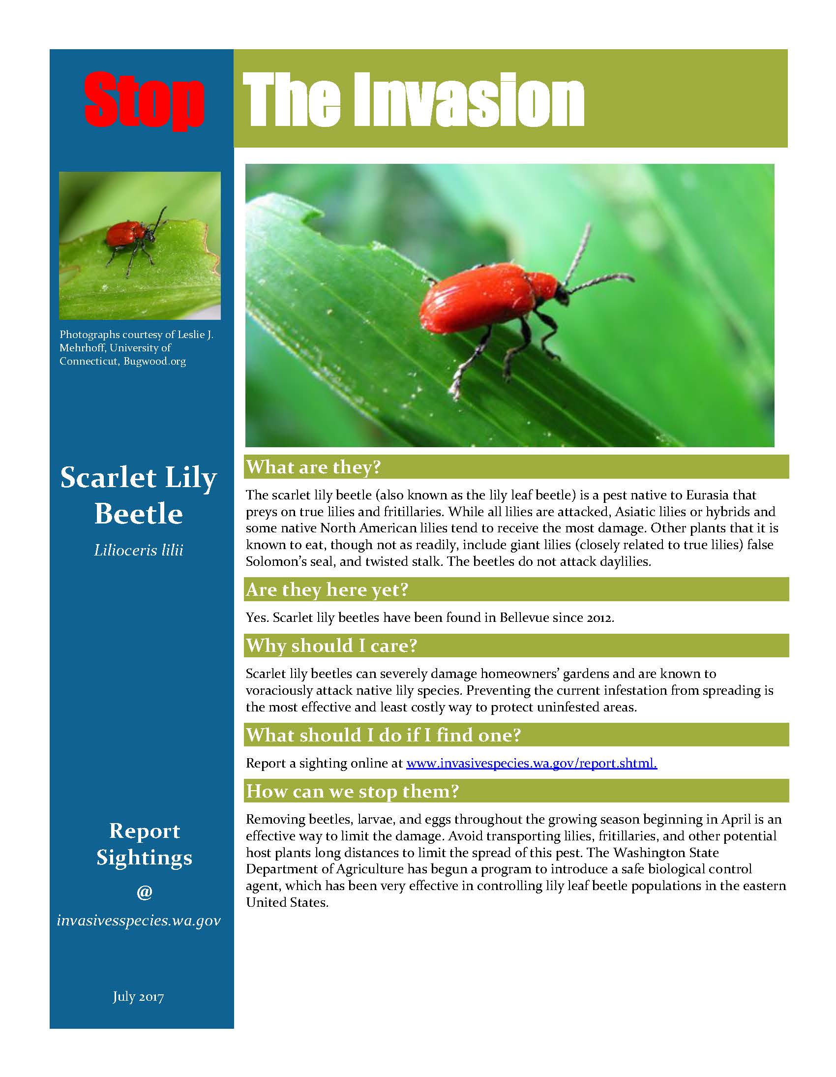 ScarletLilyBeetle-FactSheet_Page_1