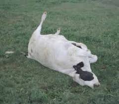 dead cow