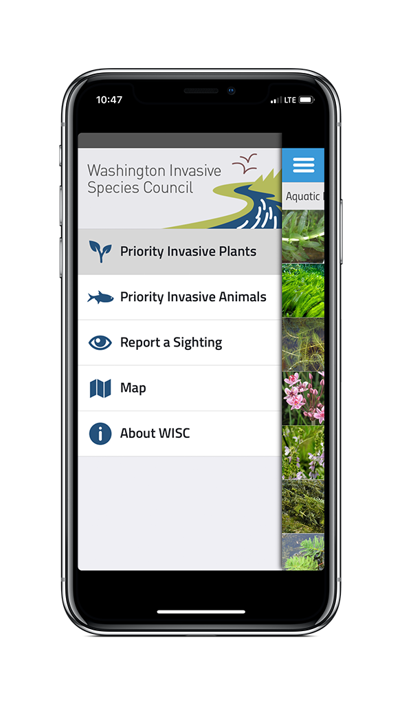 Wa Invasive species council priority invasive plants priority invasive animals report a sighting map about WISC