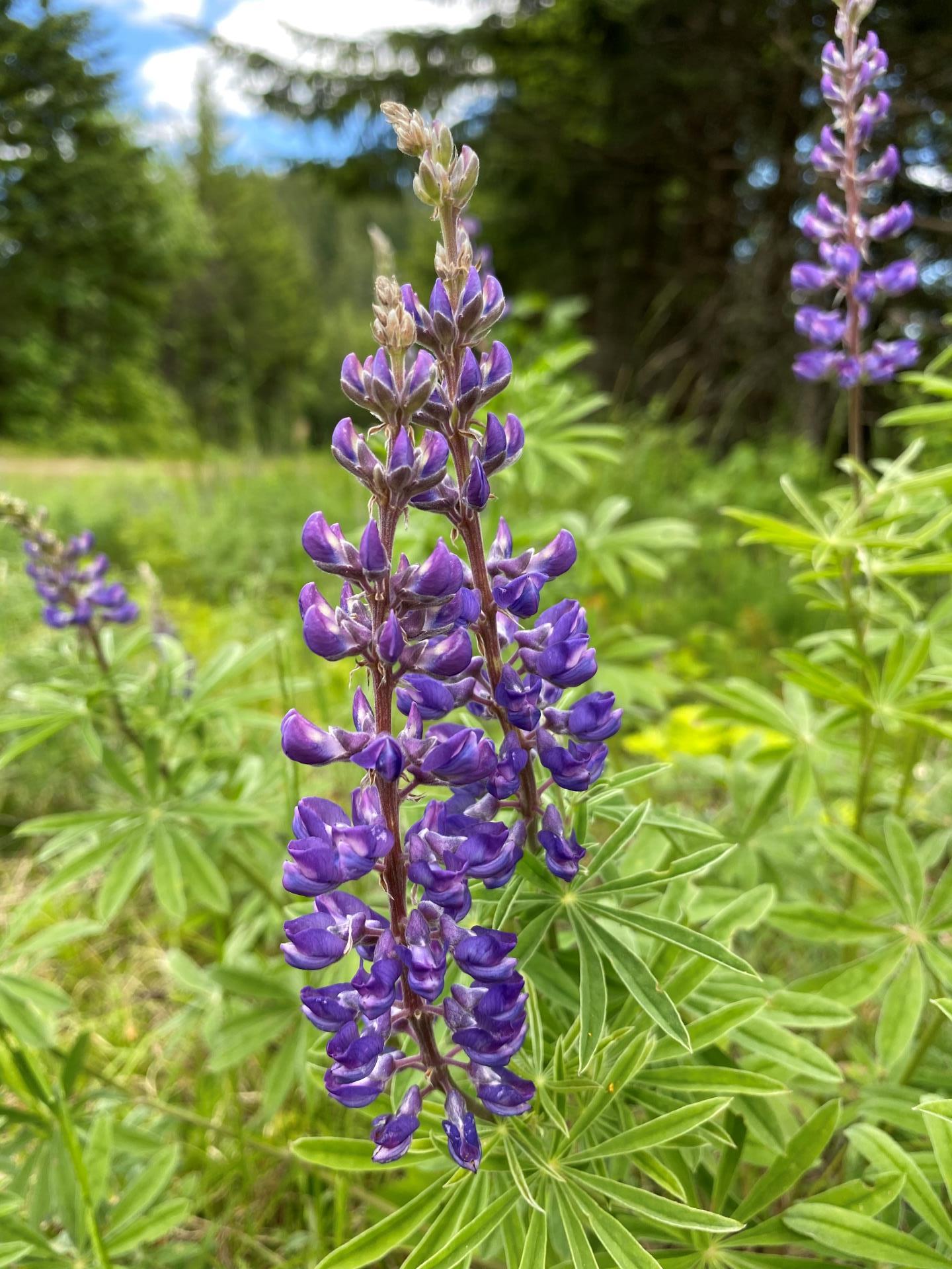 lupine