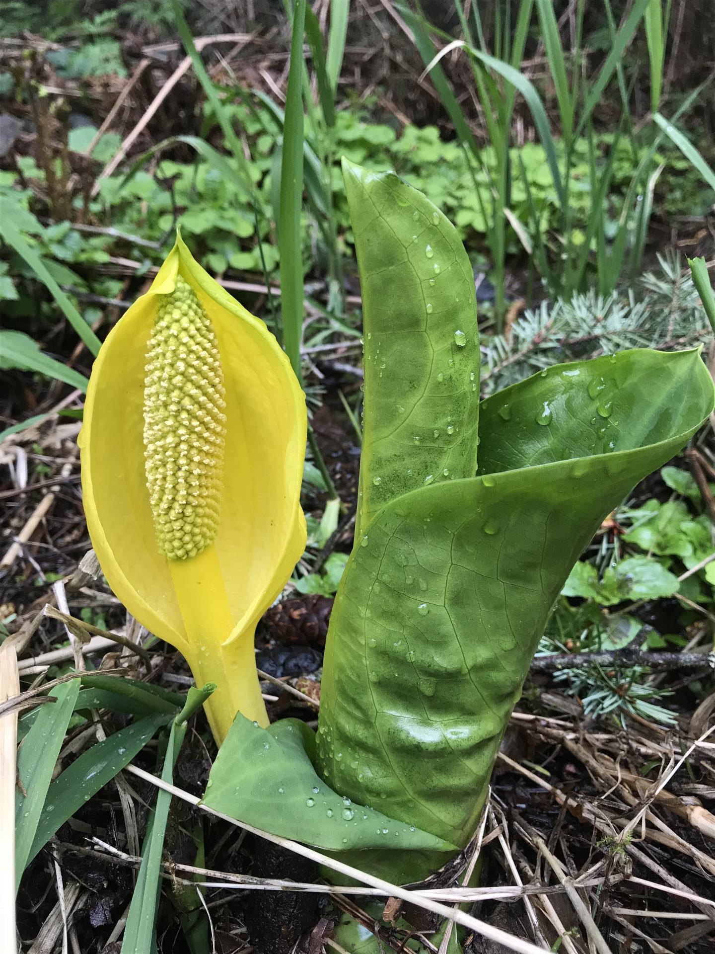 skunk cabbage