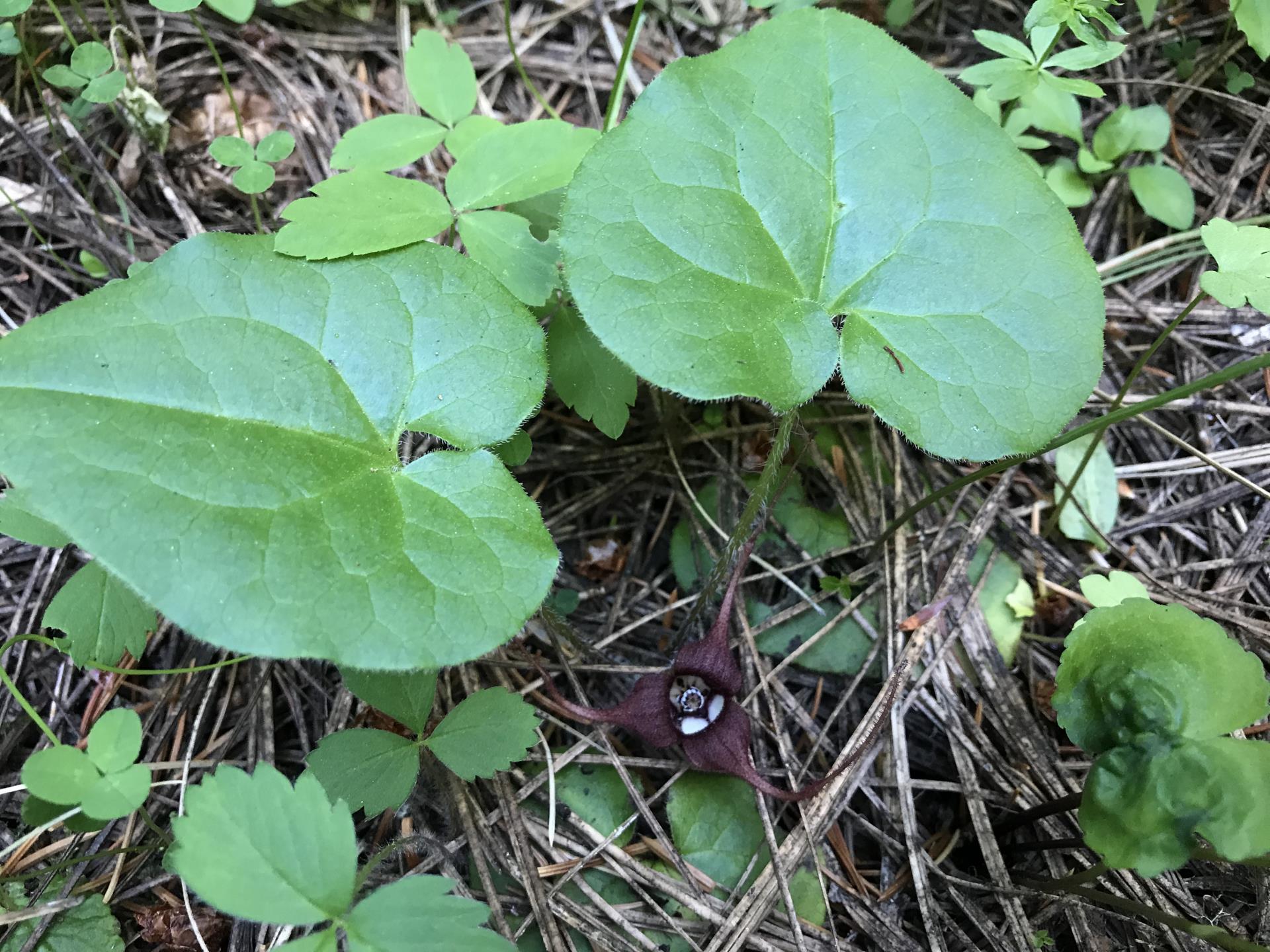 wild ginger