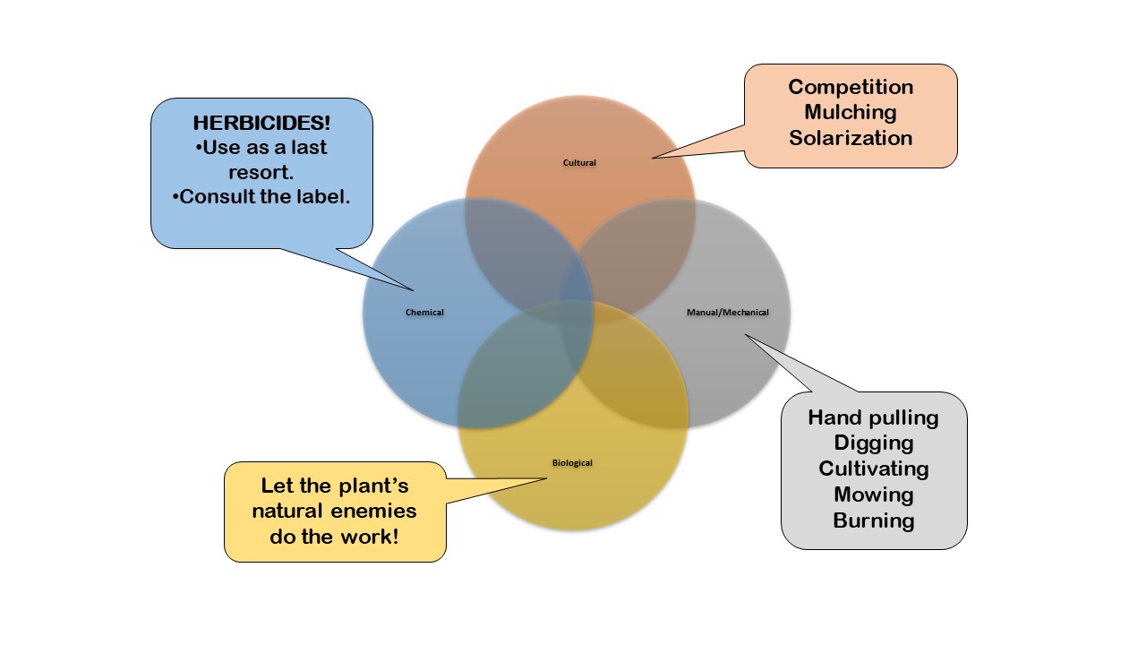 chemical herbicides use as a last resort. consult the laabel. Biological - let the plant's natural enemies do the work; Manual/mechanical - hand pulling, digging, cultivating, mowing, burning; Cultural - competition, mulching, solarization