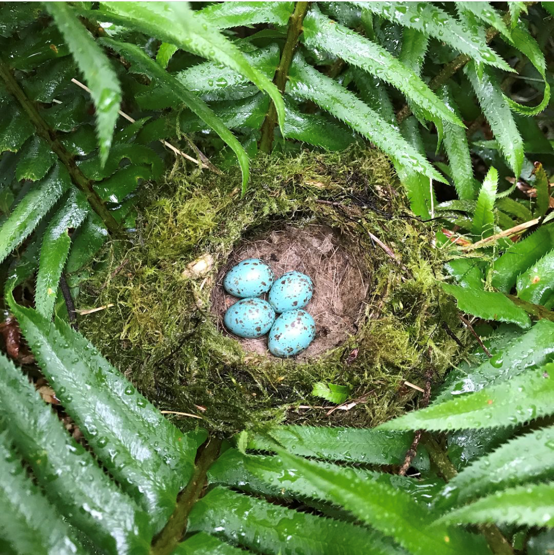 nest in fern