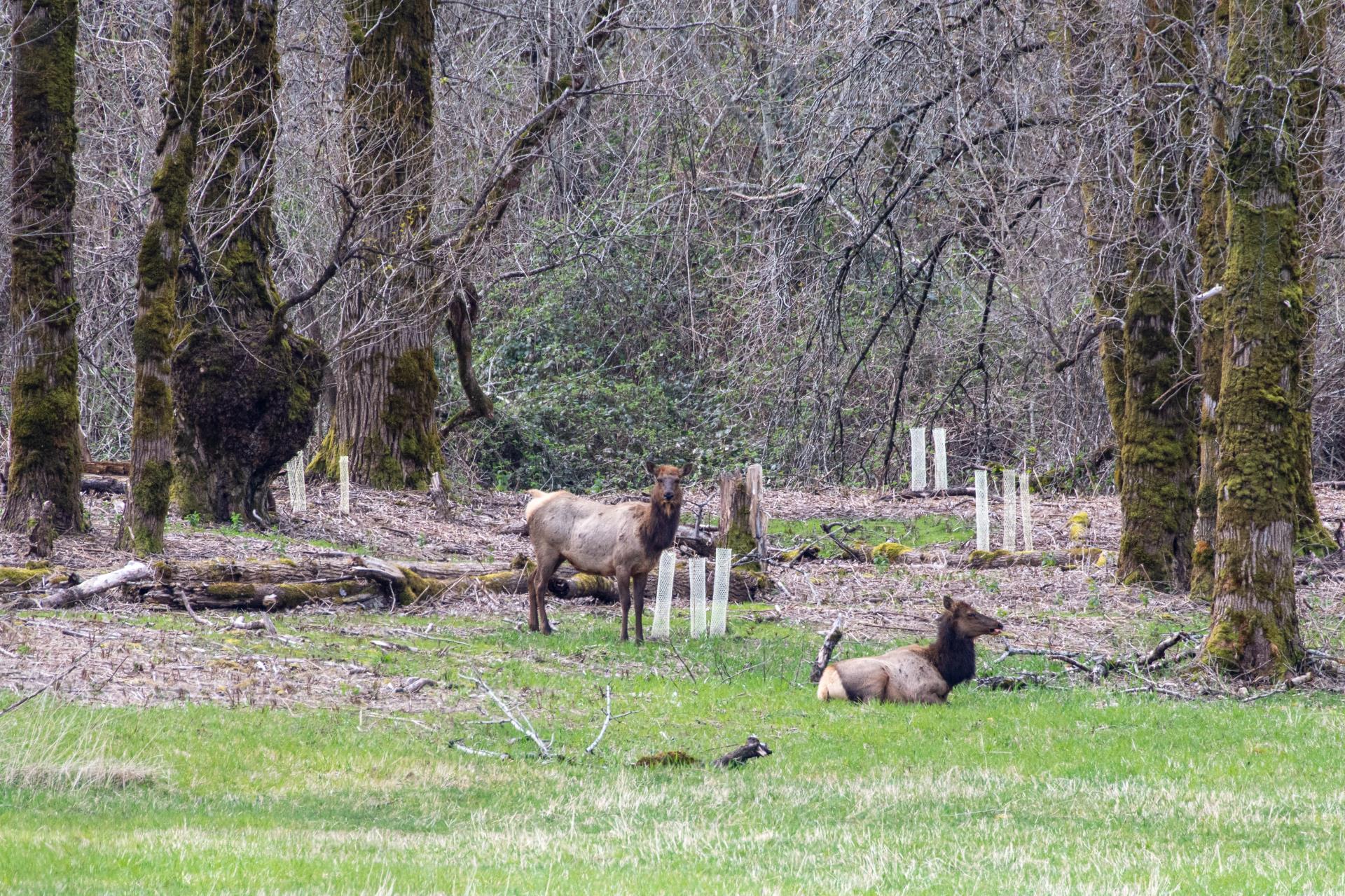 cow elk amongst new plantings