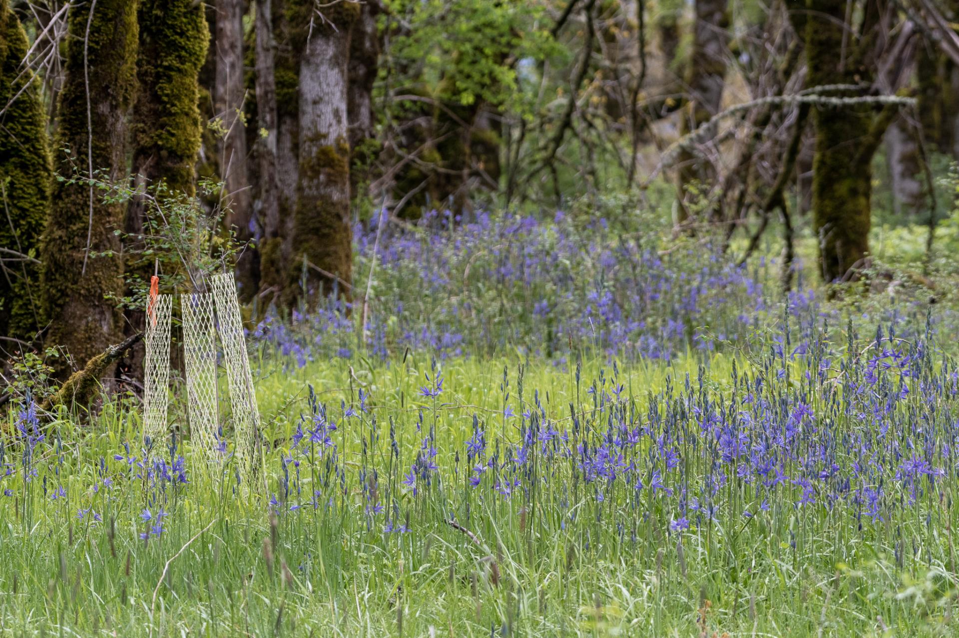 blooming camas