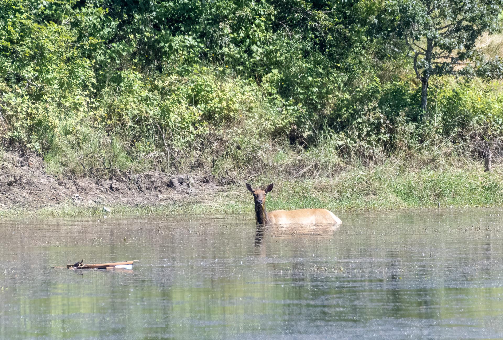 elk and turtle cohabitate at pierce