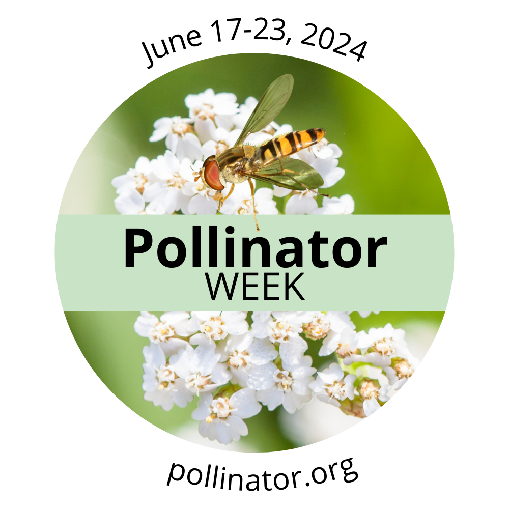 Pollinator_Week_June 17-23, 2024