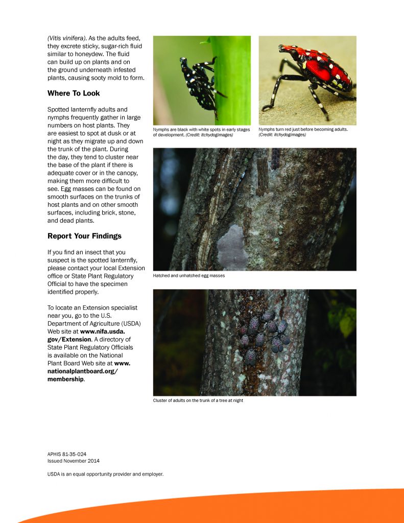 alert_spotted_lanternfly_Page_2-791x1024