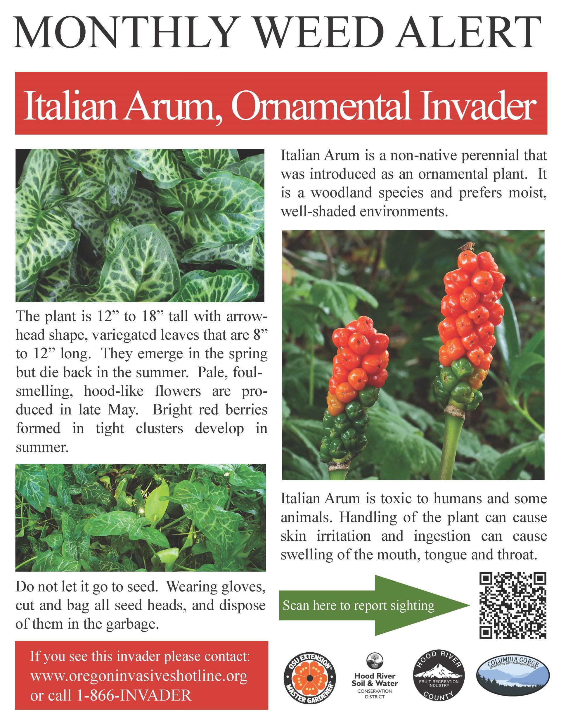 Italian-arum-Weed-Alert-Poster_small