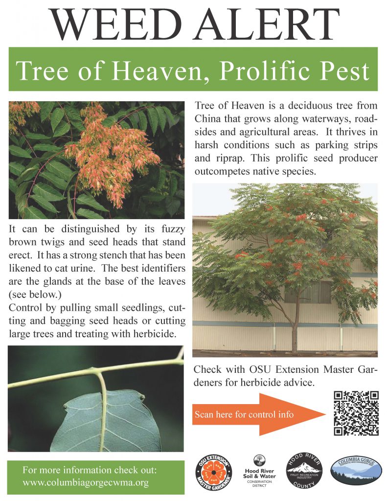 Tree-of-Heaven-poster-sm-791x1024