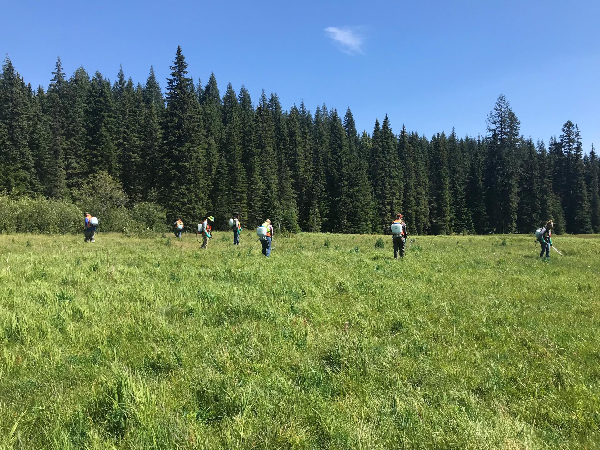 SCNWCP crew controlling thistles at Skookum Meadow as part of a grant from the Rocky Mountain Elk Foundation.