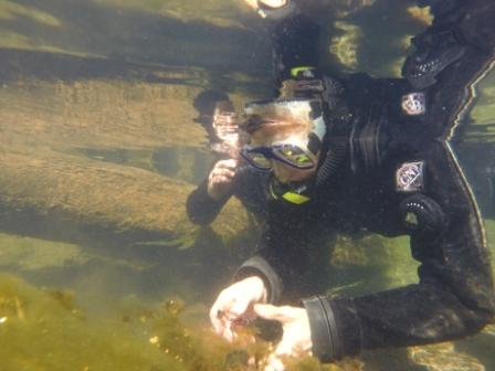 USFS Diver hand pulling Eurasian watermilfoil. Photo by Heather Ibsen, USFS