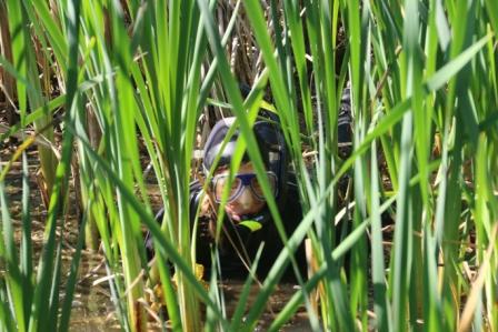 USFS Diver searches for Eurasian watermilfoil in the cattails. Photo by Ken Meyer, USFS