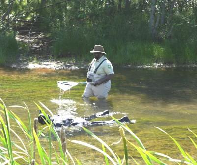 USFS Divers hand pull Eurasian watermilfoil in Coldwater Creek. Photo by Heather Ibsen, USFS