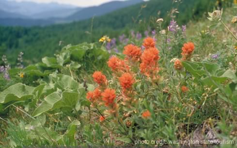 wildflowers