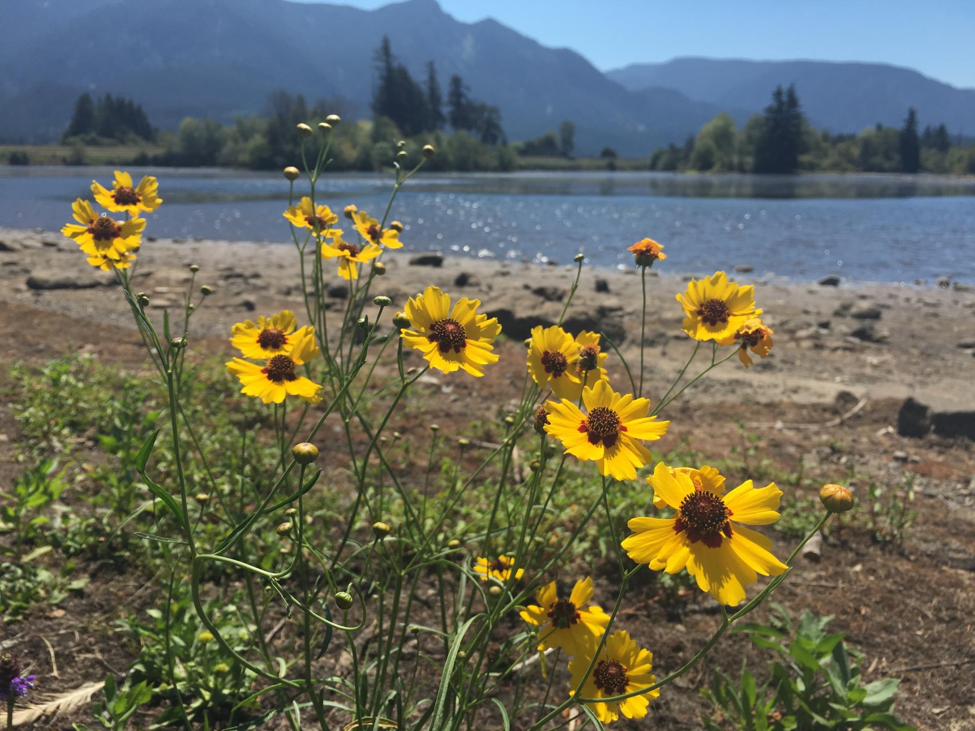 Coreopsis and Rock Creek